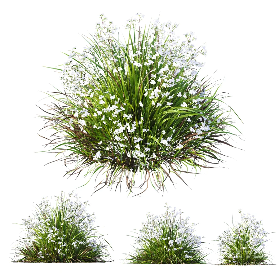 ntal grasses. These elegant groundcover species are valued for their refined texture, compact growth habit, and exceptional versatility in contemporary landscape architecture, Japanese gardens, urban parks, courtyards, and high-end residential projects. - Image 4