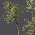 AV Plants Crataegus Pinnatifida Hawthorn Version02 - Thumbnail 4