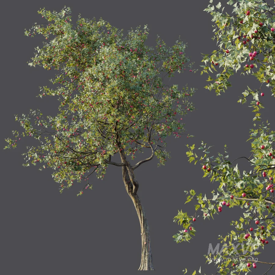 AV Plants Crataegus Pinnatifida Hawthorn Version02 - Image 4