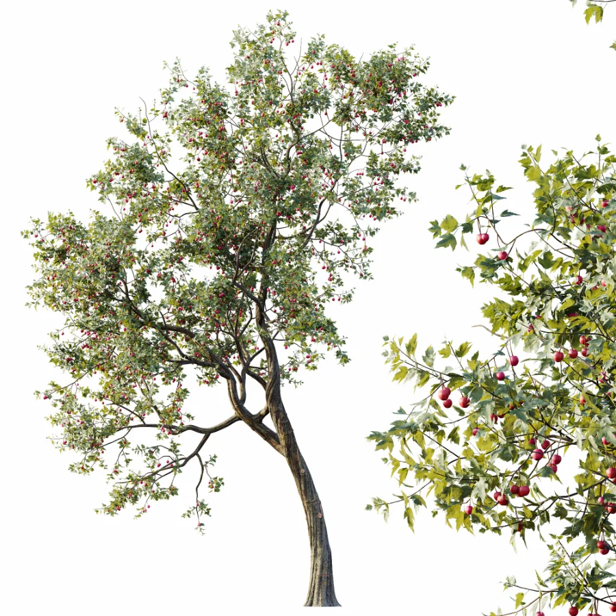 AV Plants Crataegus Pinnatifida Hawthorn Version02 - Image 3