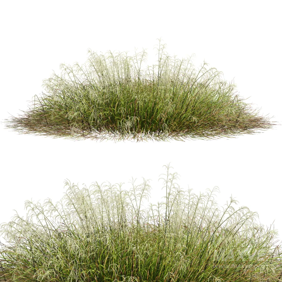 AV Stipa arundinacea Anemanthele lessoniana and Stipa arundinacea Sweet Grass - Image 3