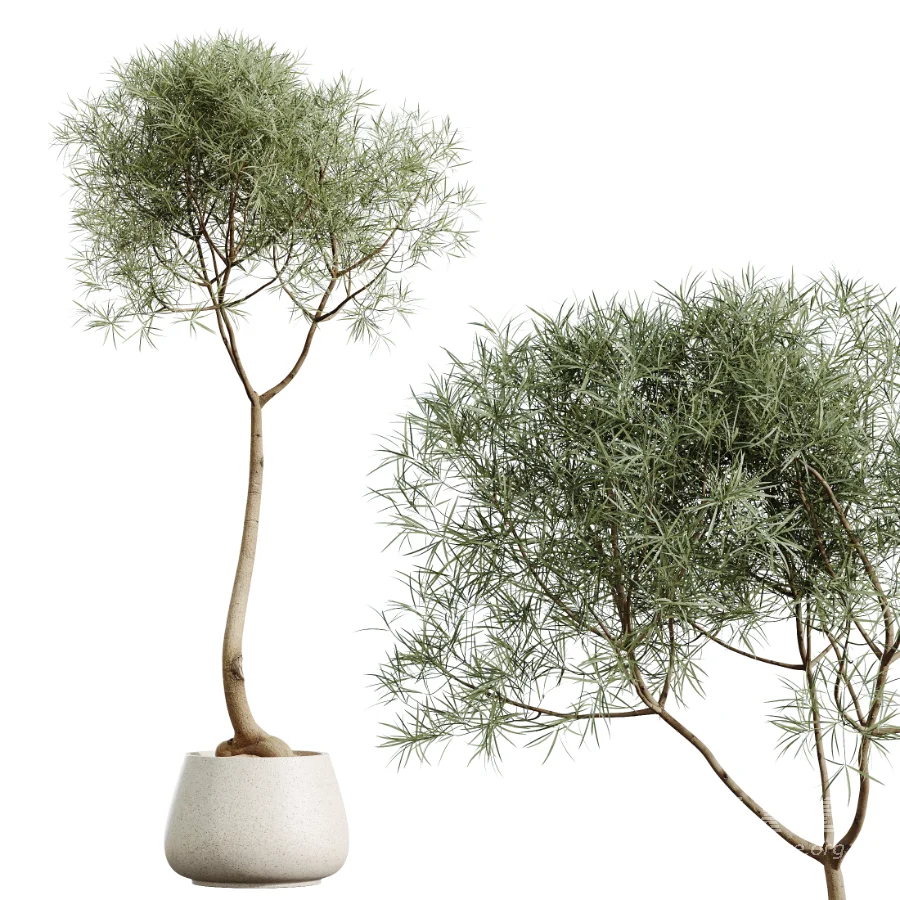 AV Indoor Plants Set 459 Chemlali Olive and Cat Reed Palm and China Orange Tree and Ficus Dracaena Marginata and Ravenala Banana - Image 5