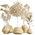 AV Indoor Plants Set 464 Olive Euphorbia Drupifera Cunjevoi Alocasia Spineless Yucca Licuala Palm - Thumbnail 10
