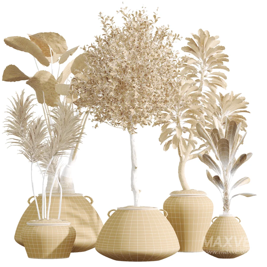 AV Indoor Plants Set 464 Olive Euphorbia Drupifera Cunjevoi Alocasia Spineless Yucca Licuala Palm - Image 10