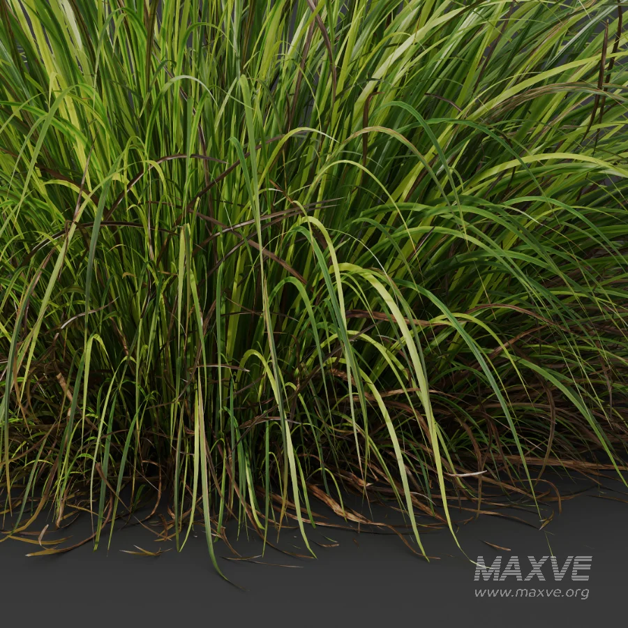 AV Celtica Gigantea Stipa Golden Oats and Carex Elata Aurea Grass - Image 5