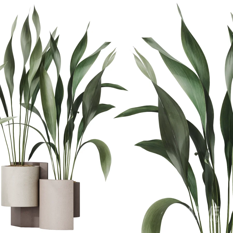 AV Indoor Plants Set 463 Ficus lyrata and Cyara Areca Palm and Aspidistra Elatio and Ficus Dracaena Marginata - Image 3