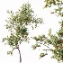 AV Plants Diospyros Kaki Persimmon Version02 - Thumbnail 3