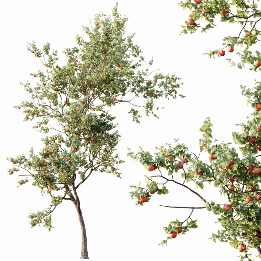 AV Plants Diospyros Kaki Persimmon Version02 - Image 3