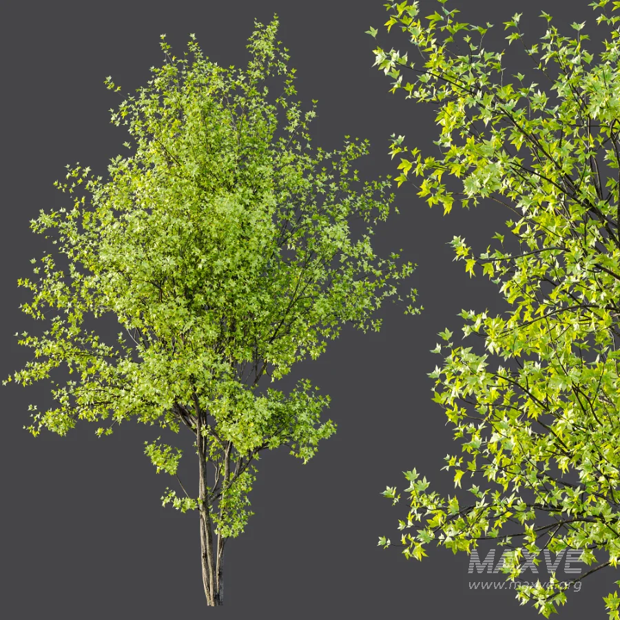 AV Phoenix Dactylifera Date Jurassic Palm Tree and Acer Saccharinum - Image 6