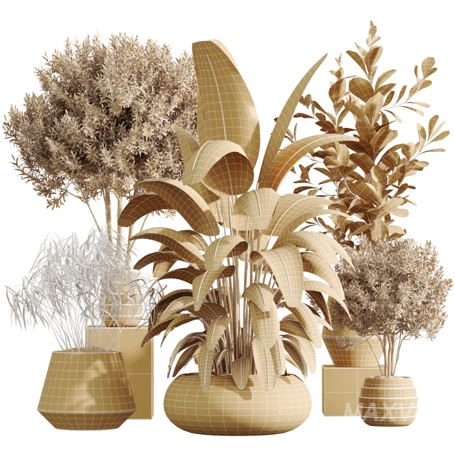 AV Indoor Plants Set 454 Chemlali Olive Tree and Bird Of ParadiseBird and Ficus microcarpa and Ficus Dracaena Marginata - Image 7