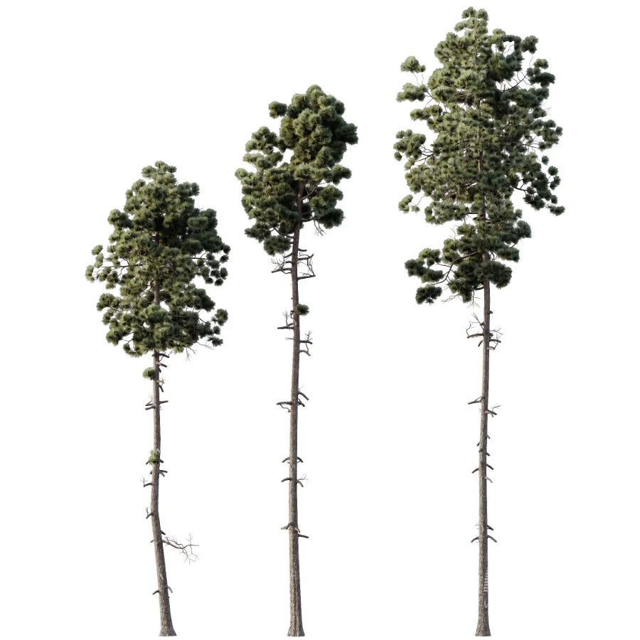 AV Pinus Engelmannii and Pinus Echinata trees - Image 1
