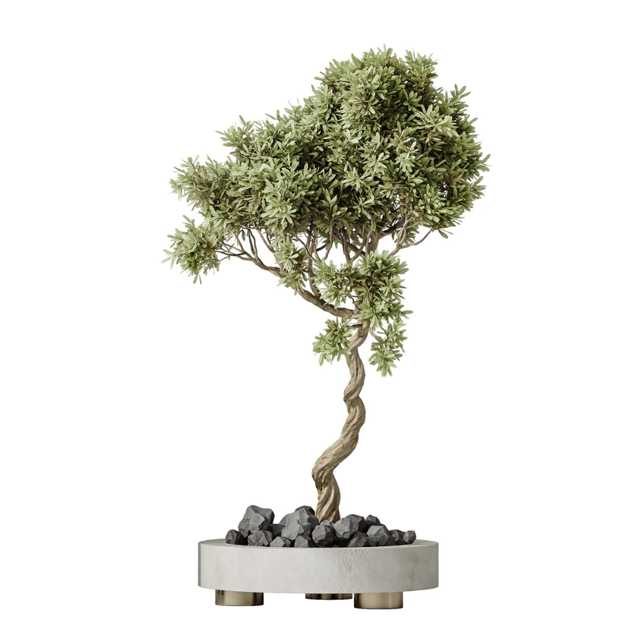 AV Indoor Plants Set 468 Cactus Echinocactus and Chemlali Olive and Ravenala Banana and Ficus Dracaena Marginata - Image 1