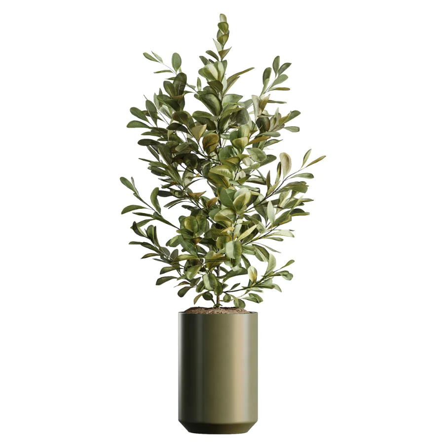 AV Indoor Plants Set 466 Dracaena Warneckii Lime Cane and Ficus microcarpa and Rhapis Lady Palm and Ravenala Banana and Chemlali Olive - Image 5