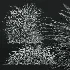 AV Stipa arundinacea Anemanthele lessoniana and Stipa arundinacea Sweet Grass - Thumbnail 12