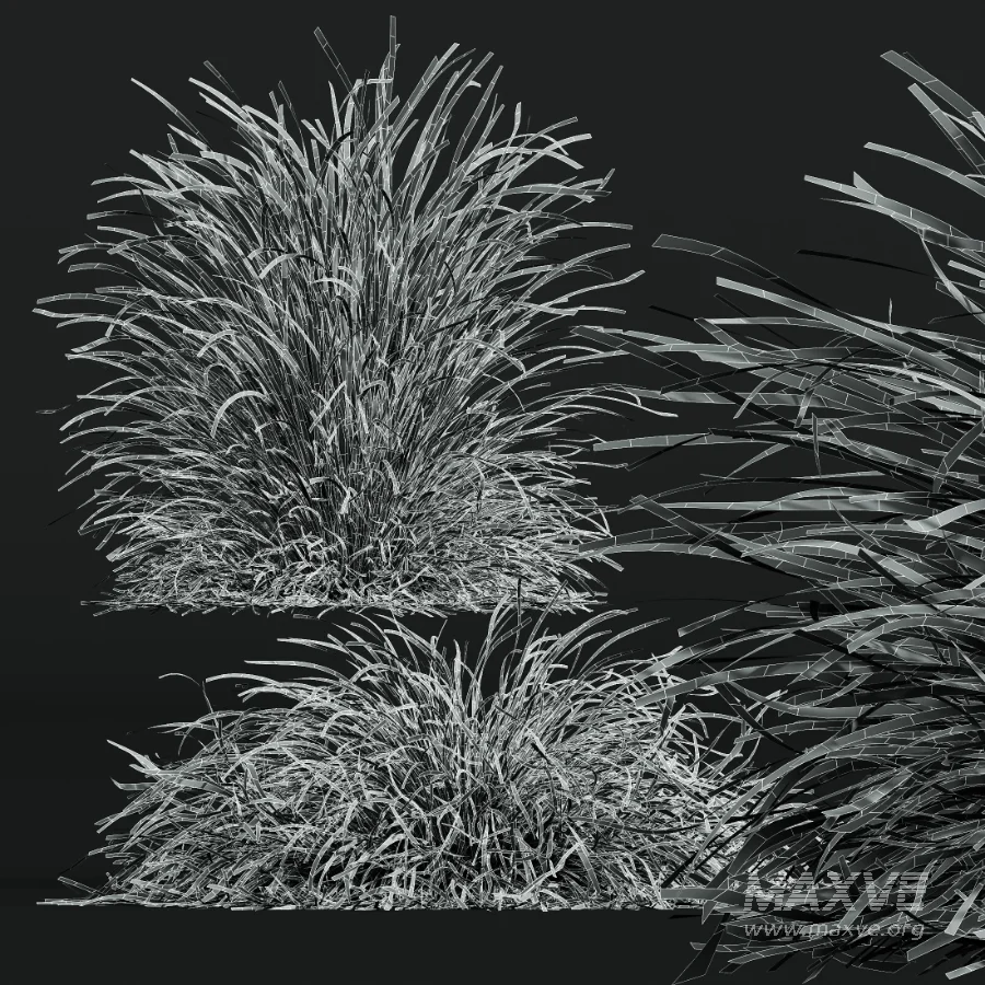 AV Stipa arundinacea Anemanthele lessoniana and Stipa arundinacea Sweet Grass - Image 12