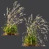 AV Calamagrostis Acutiflora Karl Foerster - Thumbnail 6