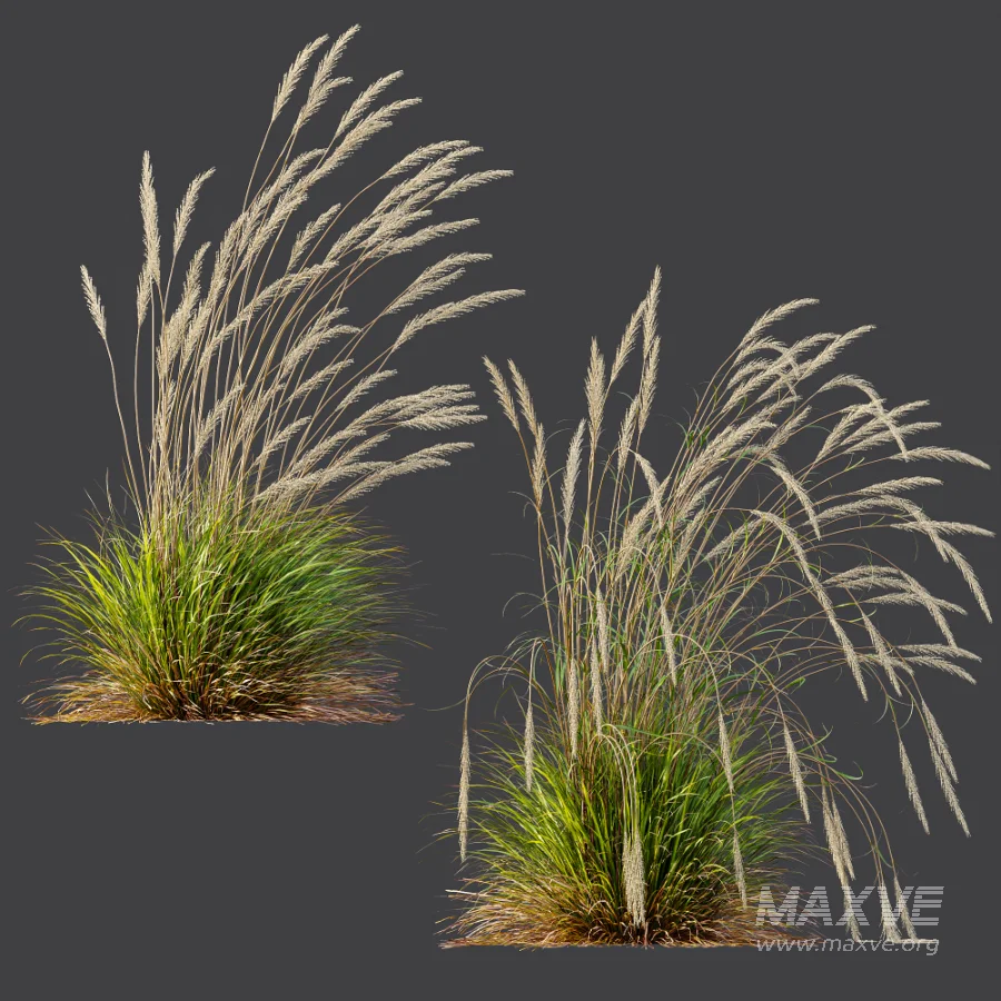 AV Calamagrostis Acutiflora Karl Foerster - Image 6