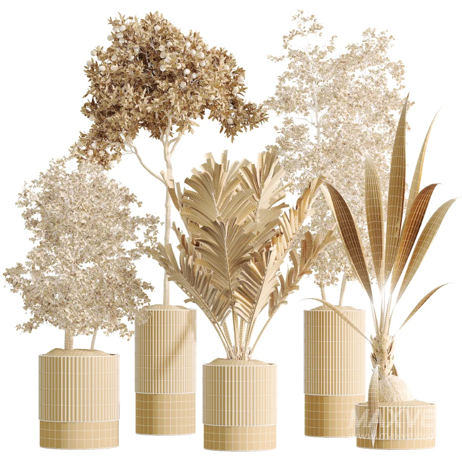 AV Indoor Plants Set 465 Coconut Palm and Cyara Areca Palm and Chemlali Olive Tree and Orange Calamondin Tree - Image 7