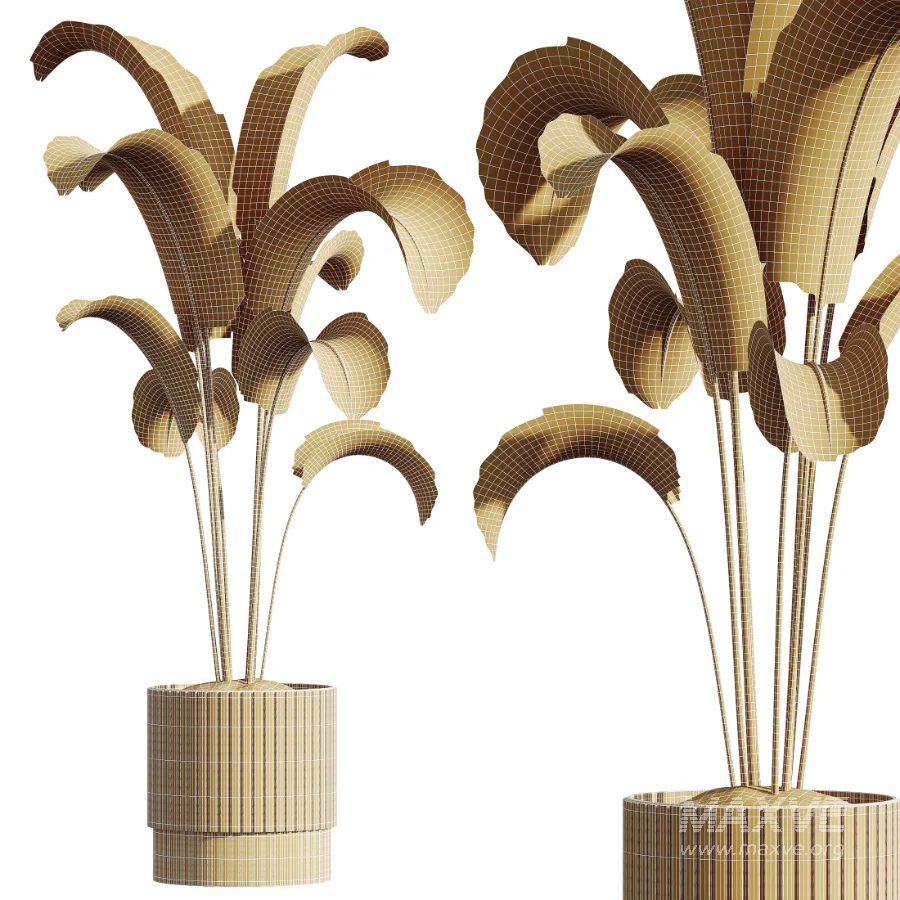 AV Indoor Plants Set 459 Chemlali Olive and Cat Reed Palm and China Orange Tree and Ficus Dracaena Marginata and Ravenala Banana - Image 10