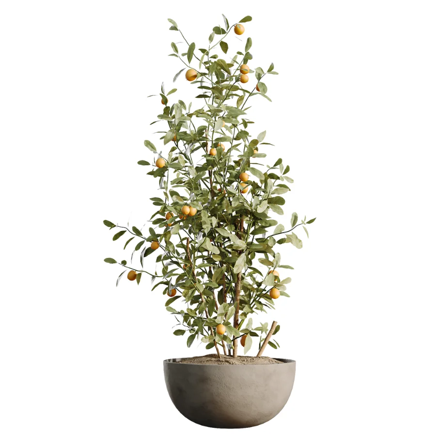 AV Indoor Plants Set 500 Lady Palm and Ravenala Banana and Ficus Marginata and China Orange Tree and Chemlali Olive - Image 4