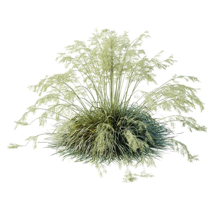 AV Celtica Gigantea Stipa Golden Oats and Carex Elata Aurea Grass - Image 1