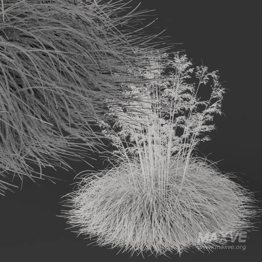 AV Celtica Gigantea Stipa Golden Oats - Image 8