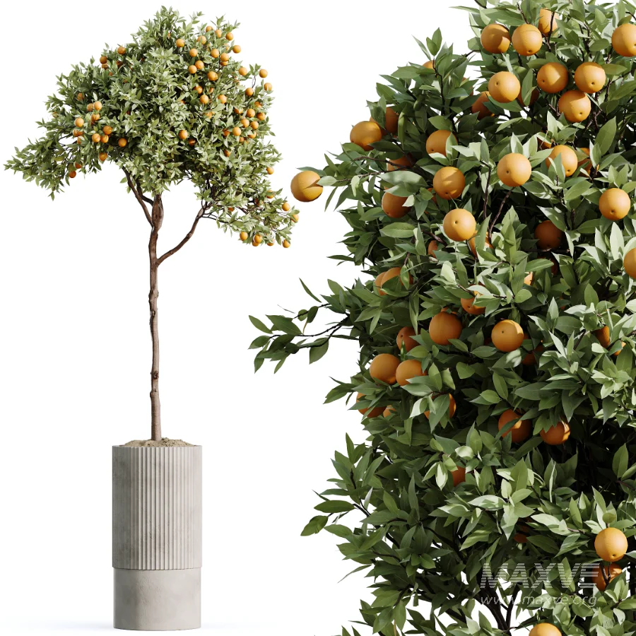 AV Indoor Plants Set 465 Coconut Palm and Cyara Areca Palm and Chemlali Olive Tree and Orange Calamondin Tree - Image 6