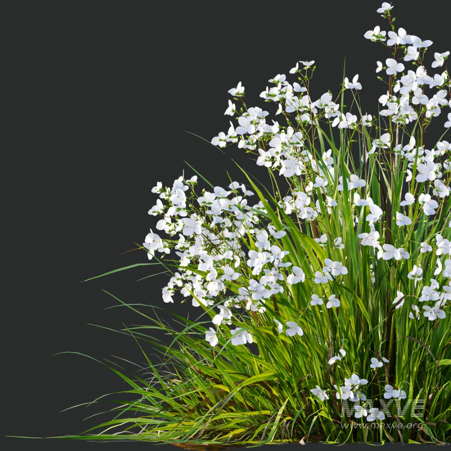 ntal grasses. These elegant groundcover species are valued for their refined texture, compact growth habit, and exceptional versatility in contemporary landscape architecture, Japanese gardens, urban parks, courtyards, and high-end residential projects. - Image 9