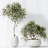AV Indoor Plants Set 471 Chemlali Olive and Giant Monstera and Cyara Areca Palm and Ravenala Banana - Thumbnail 7