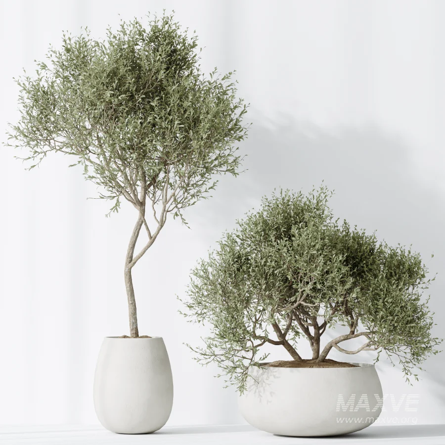 AV Indoor Plants Set 471 Chemlali Olive and Giant Monstera and Cyara Areca Palm and Ravenala Banana - Image 7