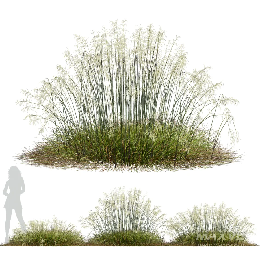 AV Stipa arundinacea Anemanthele lessoniana and Stipa arundinacea Sweet Grass - Image 2