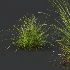 AV Celtica Gigantea Stipa Golden Oats and Carex Elata Aurea Grass - Thumbnail 4