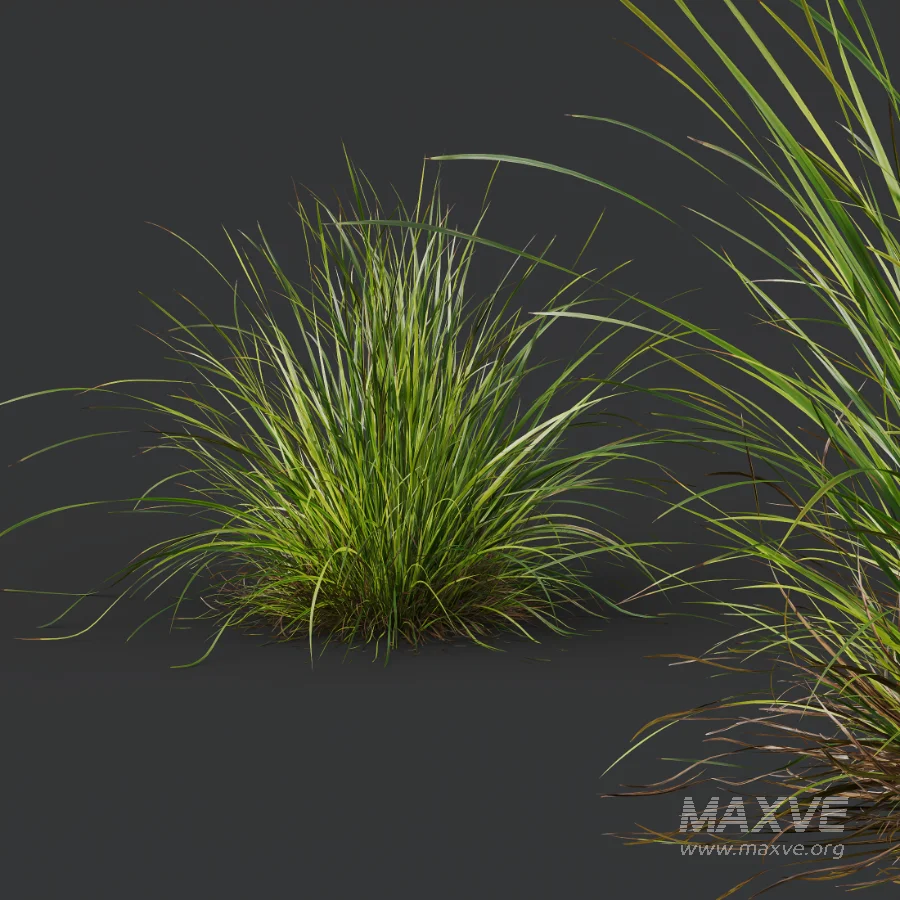 AV Celtica Gigantea Stipa Golden Oats and Carex Elata Aurea Grass - Image 4