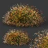 AV Carex Testacea Orange Sedge Grass Prairie Fire and Molinia Caerulea Heidebraut Kleines Pfeifengras - Thumbnail 4