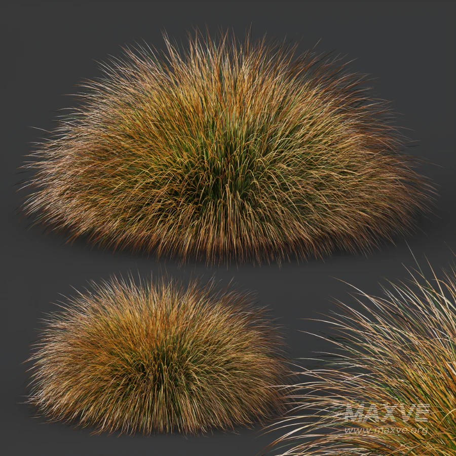 AV Carex Testacea Orange Sedge Grass Prairie Fire and Molinia Caerulea Heidebraut Kleines Pfeifengras - Image 4