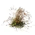 AV Carex Testacea Orange Sedge Grass Prairie Fire and Molinia Caerulea Heidebraut Kleines Pfeifengras - Thumbnail 3