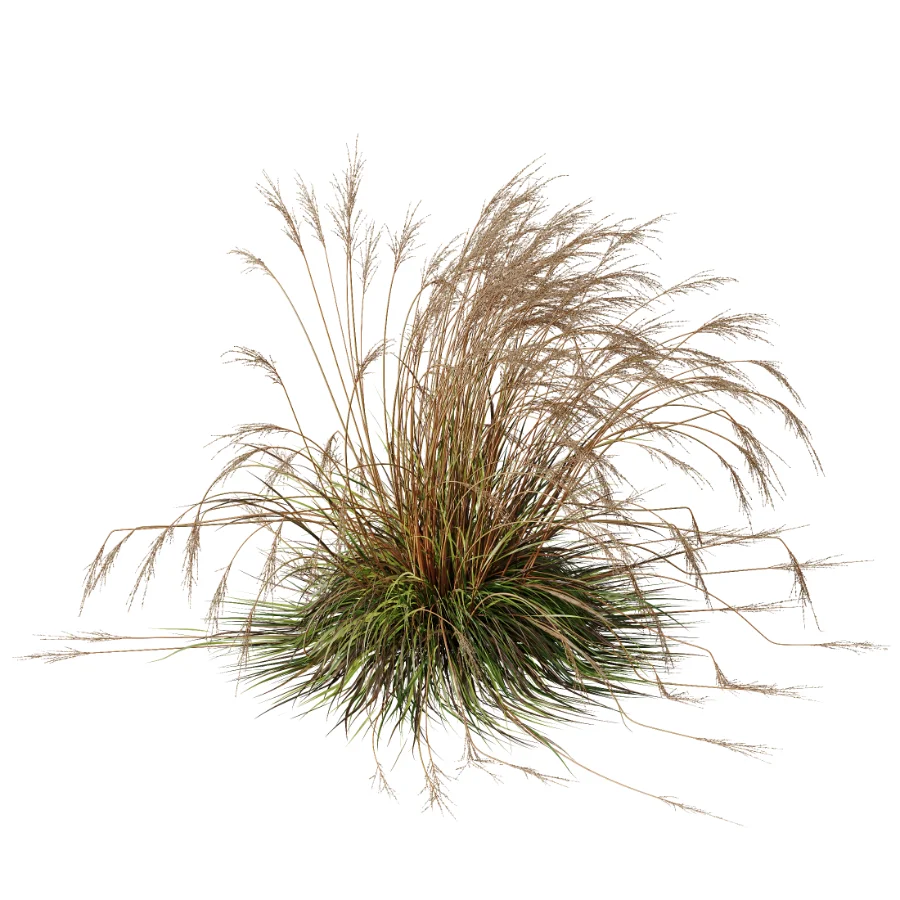 AV Carex Testacea Orange Sedge Grass Prairie Fire and Molinia Caerulea Heidebraut Kleines Pfeifengras - Image 3