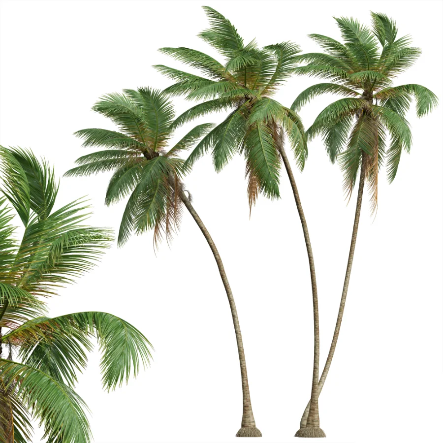 AV Borassus Flabellifer and Cocos Nucifera Windy palms - Image 3