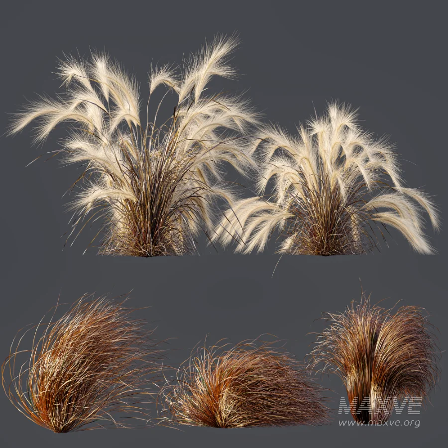 AV Carex Testacea Orange Sedge Grass Prairie Fire and Nassella Tenuissima fall - Image 9