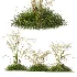 AV Celtica Gigantea Stipa Golden Oats and Carex Elata Aurea Grass - Thumbnail 1