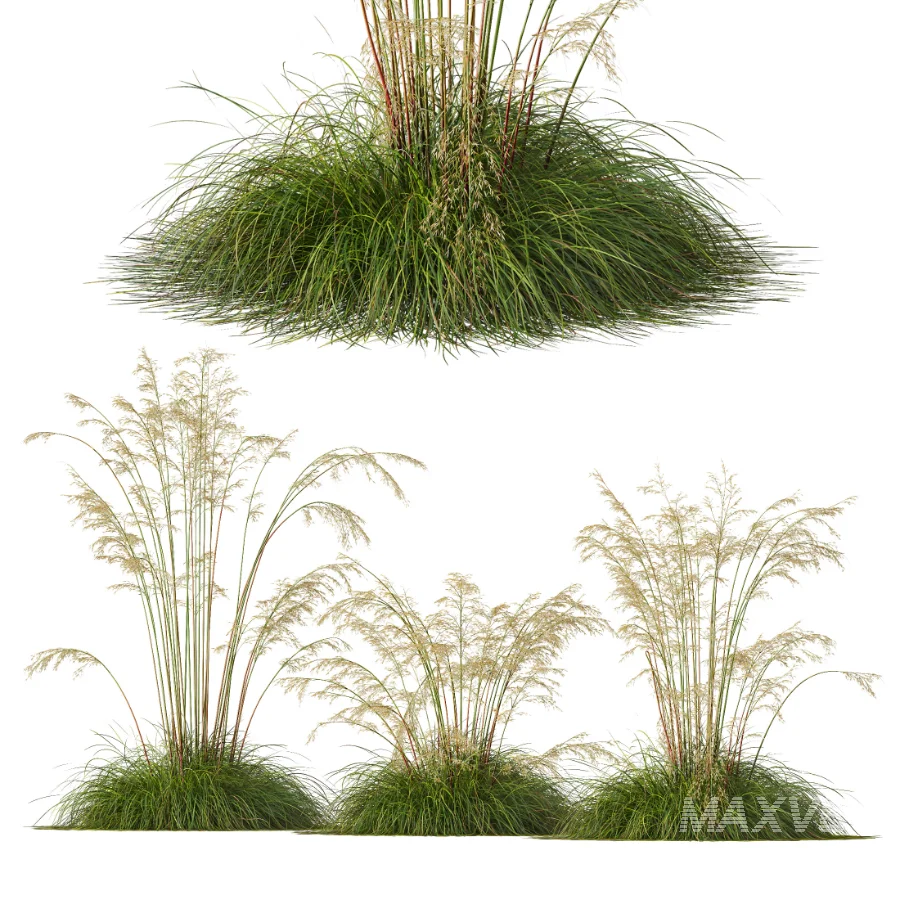 AV Celtica Gigantea Stipa Golden Oats and Carex Elata Aurea Grass - Image 1