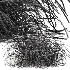 AV Celtica Gigantea Stipa Golden Oats and Carex Elata Aurea Grass - Thumbnail 11