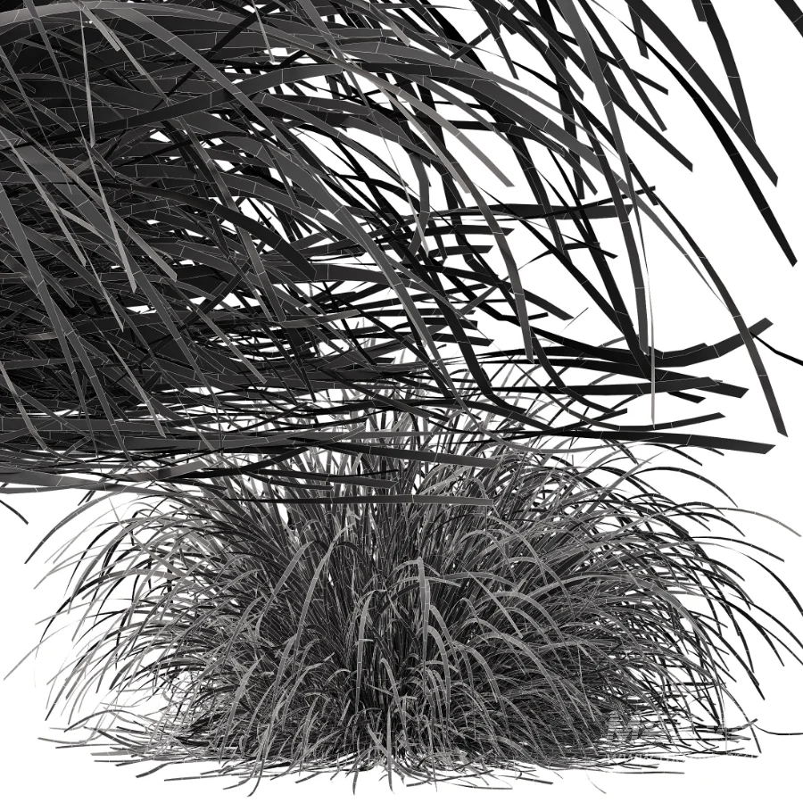 AV Celtica Gigantea Stipa Golden Oats and Carex Elata Aurea Grass - Image 11