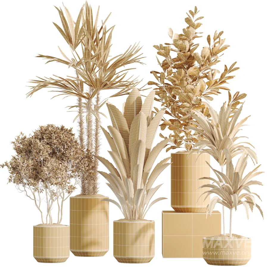 AV Indoor Plants Set 466 Dracaena Warneckii Lime Cane and Ficus microcarpa and Rhapis Lady Palm and Ravenala Banana and Chemlali Olive - Image 8