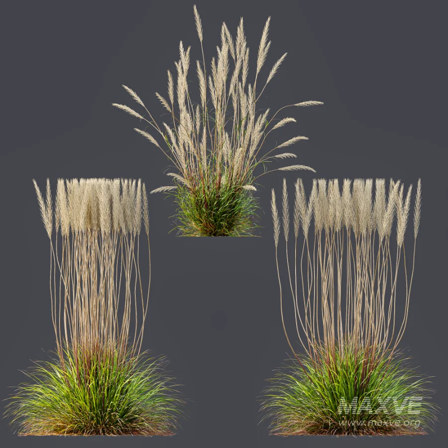 AV Calamagrostis Acutiflora Karl Foerster - Image 7
