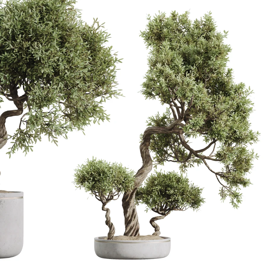 AV Indoor Plants Set 455 Schefflera Arboricola and Cat Reed Palm and Bird Of Paradise and Chemlali Olive Tree and Ficus lyrate - Image 1