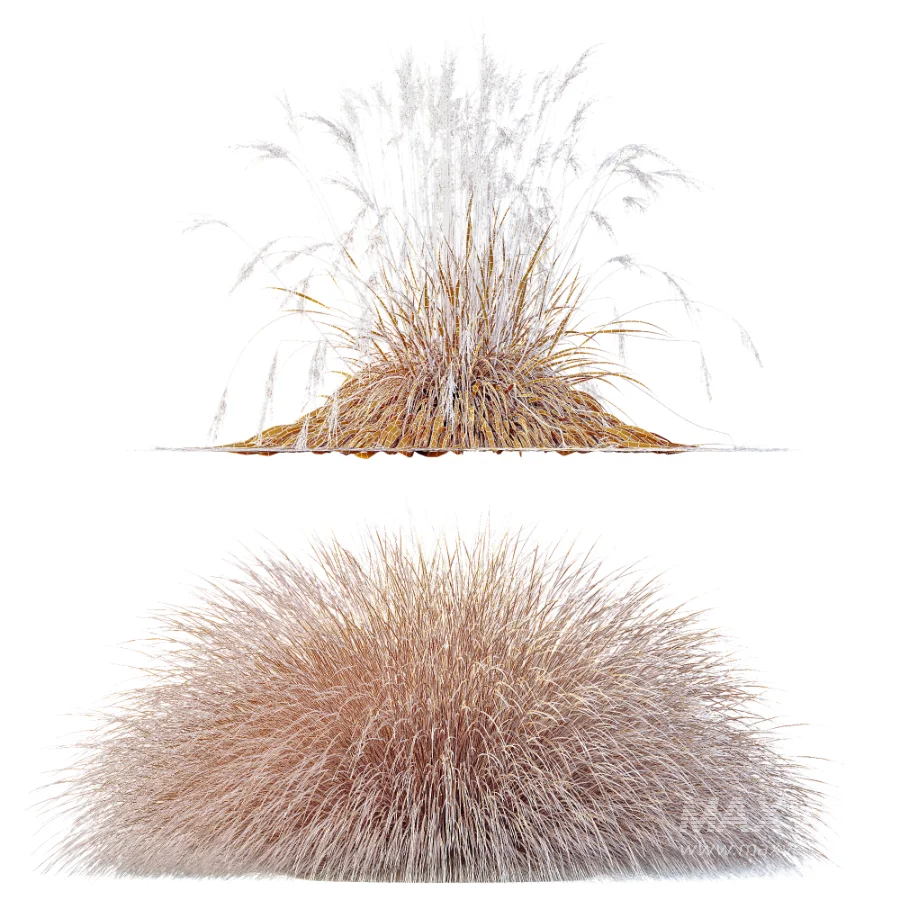AV Carex Testacea Orange Sedge Grass Prairie Fire and Molinia Caerulea Heidebraut Kleines Pfeifengras - Image 9