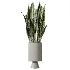 AV Indoor Plants Set 450 Chemlali Olive Tree and Sansevieria Trifasciata and Spathiphyllum Peace Lily and Ficus Dracaena Marginata - Thumbnail 3