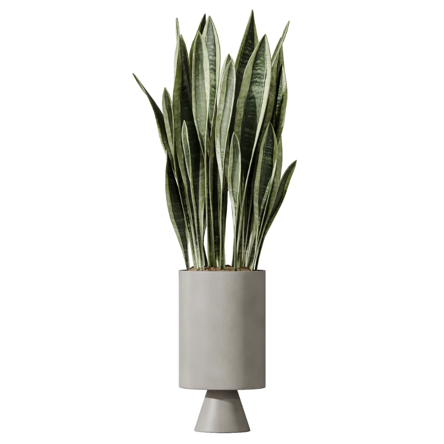 AV Indoor Plants Set 450 Chemlali Olive Tree and Sansevieria Trifasciata and Spathiphyllum Peace Lily and Ficus Dracaena Marginata - Image 3