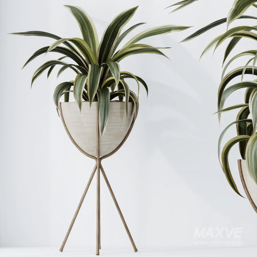 AV Indoor Plants Set 462 Licuala Grandis Palm and Dracaena Warneckii Cane and Snake Sansevieria and Ficus Cyathistipula and Chemlali Olive - Image 7